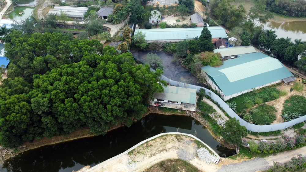 Bên cạnh đó, người dân cho biết thêm, ở đây còn xuất hiện một hệ thống trang trại chăn nuôi theo kiểu công nghiệp, quy mô lớn. Trang trại này liên tục xả thải trực tiếp ra khu vực hồ, gây ảnh hưởng trực tiếp đến môi trường.