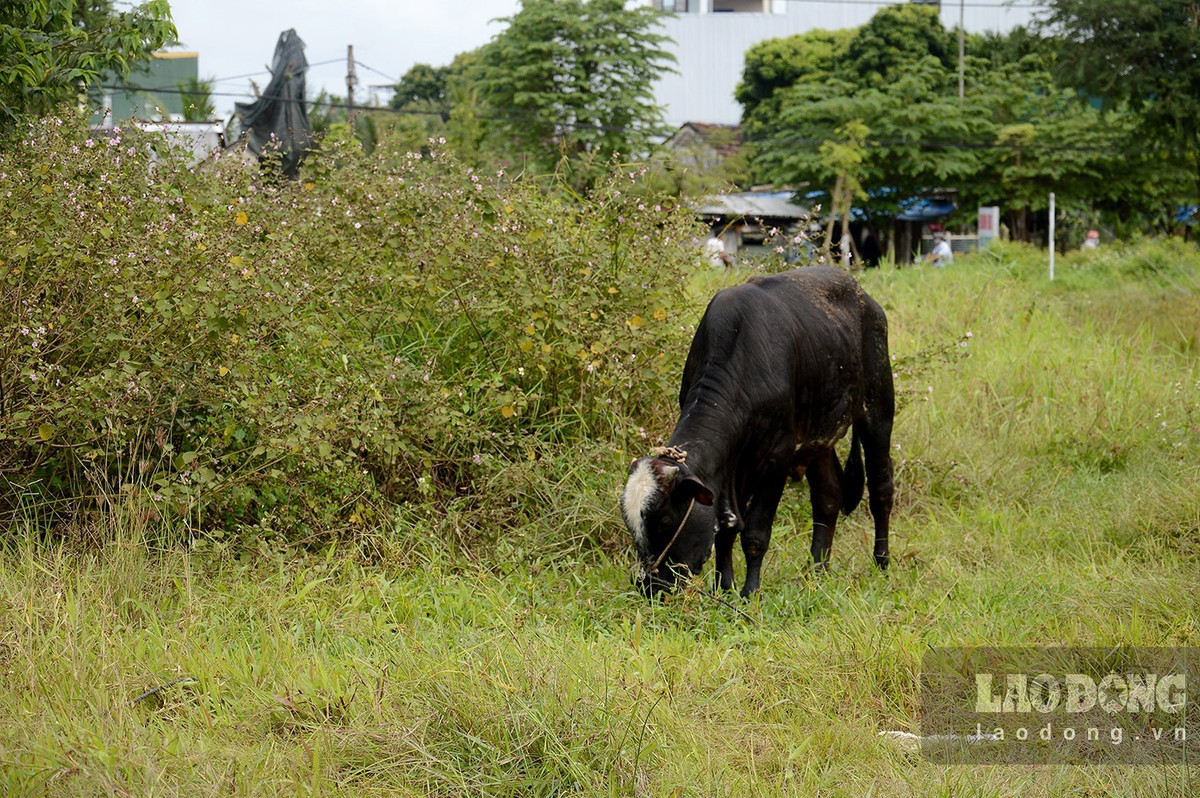 Dự án Công viên tình yêu sau 8 năm chỉ là bãi đất trống, cây cỏ mọc um tùm, thành nơi chăn thả bò, nơi kiếm ăn của gà. (Ảnh: Lao Động).