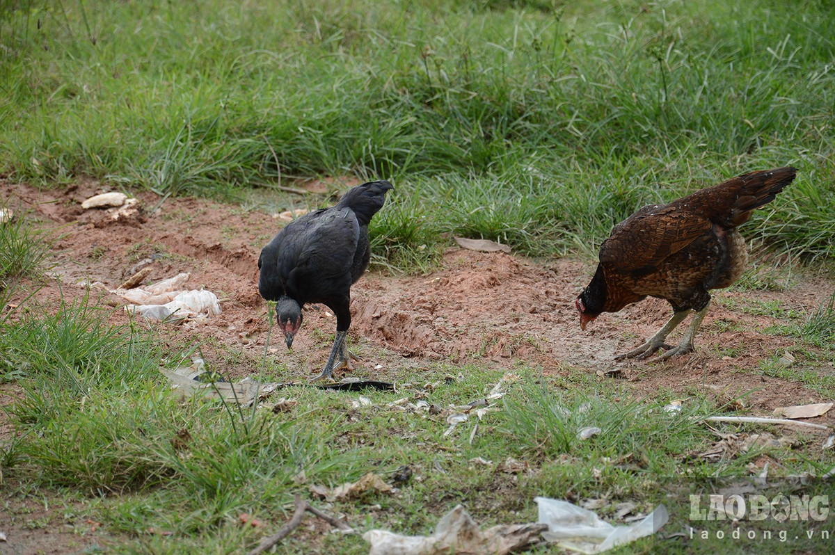 Sau 8 năm chỉ là bãi đất trống, cây cỏ mọc um tùm, nơi kiếm ăn của gà.