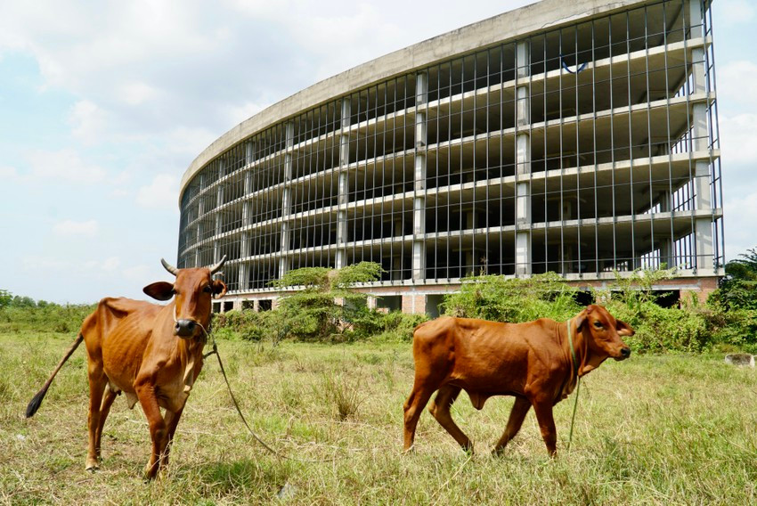 Các bãi đất trống của dự án trở thành nơi chăn thả bò của người dân trong khu vực. (Ảnh: Pháp luật TP.HCM).