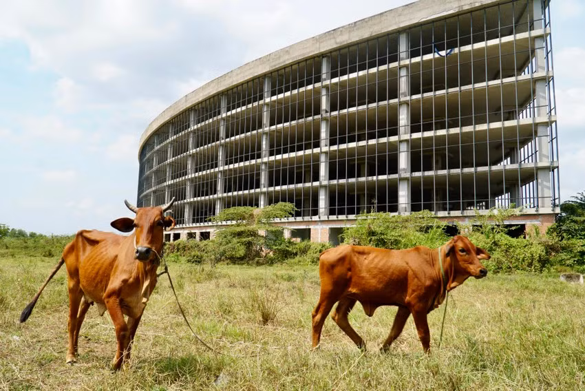 Các bãi đất trống của dự án trở thành nơi chăn thả bò của người dân trong khu vực. (Ảnh: Pháp luật TP.HCM).