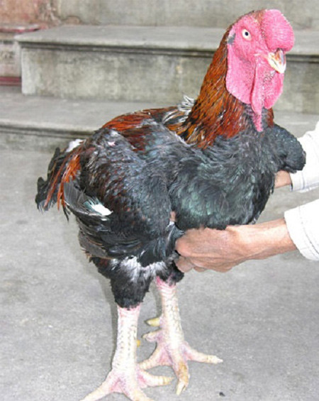 Gà Hồ. Không nhớ rõ gà Hồ có từ bao giờ, nhưng tên tuổi của nó gắn với dòng tranh Đông Hồ thì không ai phủ nhận. Đây là giống gà đẹp mã, thịt thơm ngon nên chỉ có được vào dịp tết. Gà Hồ thịt thơm, giòn, ngọt, ăn một lần là nhớ mãi. Vì là loại gà giống to nên muốn ăn thịt được phải từ 2,5-3 kg trở lên. Thời gian nuôi một con gà thịt kéo dài đến 7-8 tháng. 