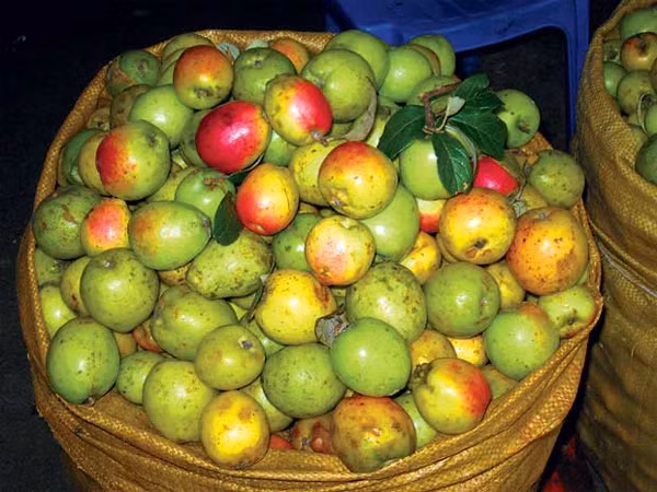 Quả táo mèo (sơn tra). Táo mèo thu hoạch vào mùa thu từ tháng 8 đến tháng 10, mọc tự nhiên nhiều ở vùng cao như huyện Bắc Yên, huyện Mường La, huyện Thuận Châu tỉnh Sơn La. Người sành ăn không chọn những quả to, đẹp mà thường chọn những quả nhỏ, có sâu vì đây mới chính là những quả táo chín thơm và ngọt. Táo mèo khi chín bên trong thường có màu hồng trắng hoặc vàng trong, ngọt, giòn và có mùi thơm đặc biệt quyến rũ, hấp dẫn.