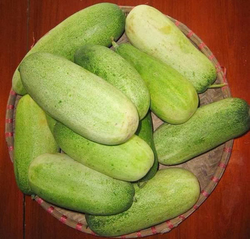 Dưa mèo. Đây là giống dưa chuột to kỷ lục: quả to nhất cân được 2,1kg, quả nhỏ nhất cũng500g. Quả dài 25-30cm, đường kính quả to nhất đo được 8,5cm, ruột trắng, cùi dày, nhiều hạt. Dưa mèo ăn giòn, ngọt mát, có mùi thơm đặc trưng của dưa chuột. Thường trồng vào đầu mùa mưa, tháng 2-3 để thu hoạch cùng với ngô tháng 6-7, mỗi cây dưa mèo cho 2-3 quả, mỗi sào thường cho sản lượng 200-300 kg.