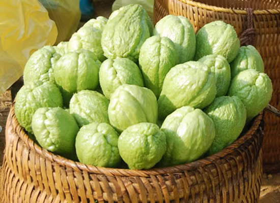  Susu là đặc sản Tam Đảo nổi tiếng nhất. Đến với Tam Đảo, bạn có thể nhìn thấy loài cây này được trồng ở khắp nơi. 