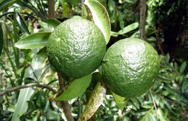 Cam sành Hàm Yên. Cam được trồng trên núi cao, khí hậu mát mẻ, cho vị ngọt mát. Đây là loại cam có giá trị dinh dưỡng cao: hàm lượng đường trên 10%; hàm lượng vitamin C từ 40 – 90 mg/100g cam tươi. Ngoài ra, cam sành Hàm Yên còn có thành phần axit hữu cơ, axit có hoạt tính sinh học cao, các chất khoáng và dầu thơm tốt cho sức khỏe con người.