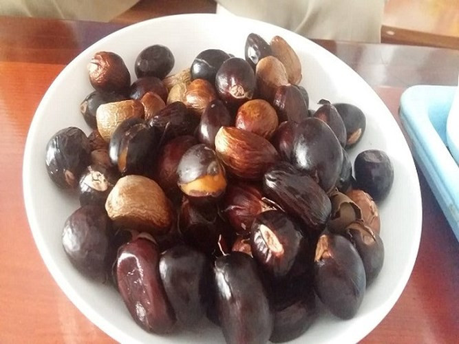 Hạt mề gà được thu hoạch từ quả của cây mề gà. Loài cây này chỉ chỉ mọc hoang ở trong rừng, rất sai quả. Ảnh: googleusercontent.