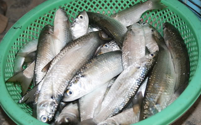 Bên cạnh đó, người bị bệnh tim mạch không nên bỏ qua cá để giảm thiểu các thể bệnh về tim mạch như các cơn đau thắt ngực, vỡ mạch máu hay đau tim cấp tính. Ảnh: vatgia.