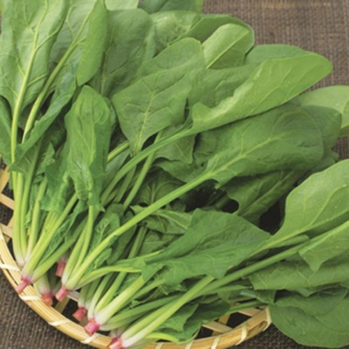 Nếu muốn tăng khả năng thụ thai, bạn cũng nên thêm rau chân vịt vào chế độ ăn uống của mình. Ảnh: scdn.