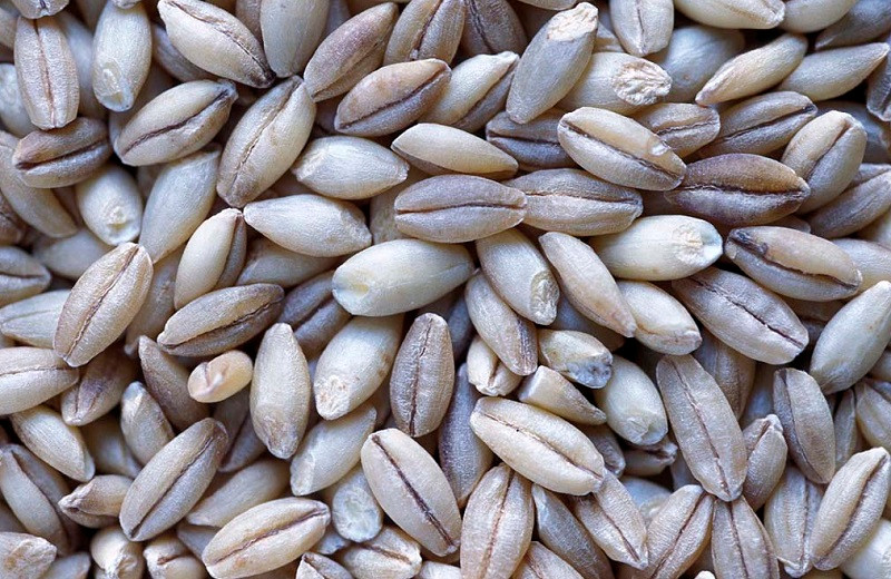 Đại mạch không vỏ trấu có thể giúp , từ đó cải thiện khả năng sinh sản. Ảnh: blogcaycanh.