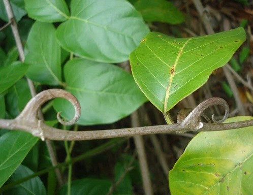 Cây móng vuốt mèo là một loại thuốc thảo dược được sử dụng tại Trung Quốc để điều trị tăng huyết áp cũng như các vấn đề về sức khỏe thần kinh. Ảnh: trungtamduoclieu.