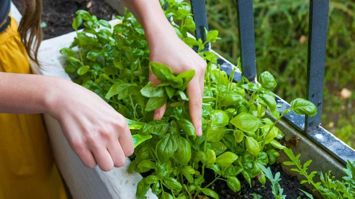 Ngoài ra, húng quế có thể chống lại tác động của loét dạ dày do căng thẳng. Ảnh: almanac.