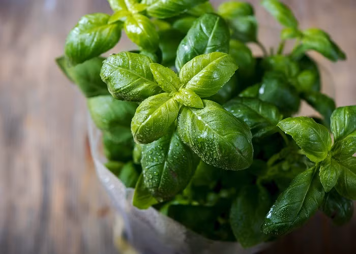 Nghiên cứu ở chuột cho thấy tinh dầu húng quế làm giảm cholesterol toàn phần gây căng thẳng ở thận, gan hoặc tim sau khi ăn bột lá húng quế. Ảnh: hearstapps.