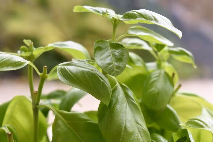 Không những vậy, húng quế có thể giúp những người bị viêm khớp hoặc đau cơ xơ hóa. Ảnh: windows.