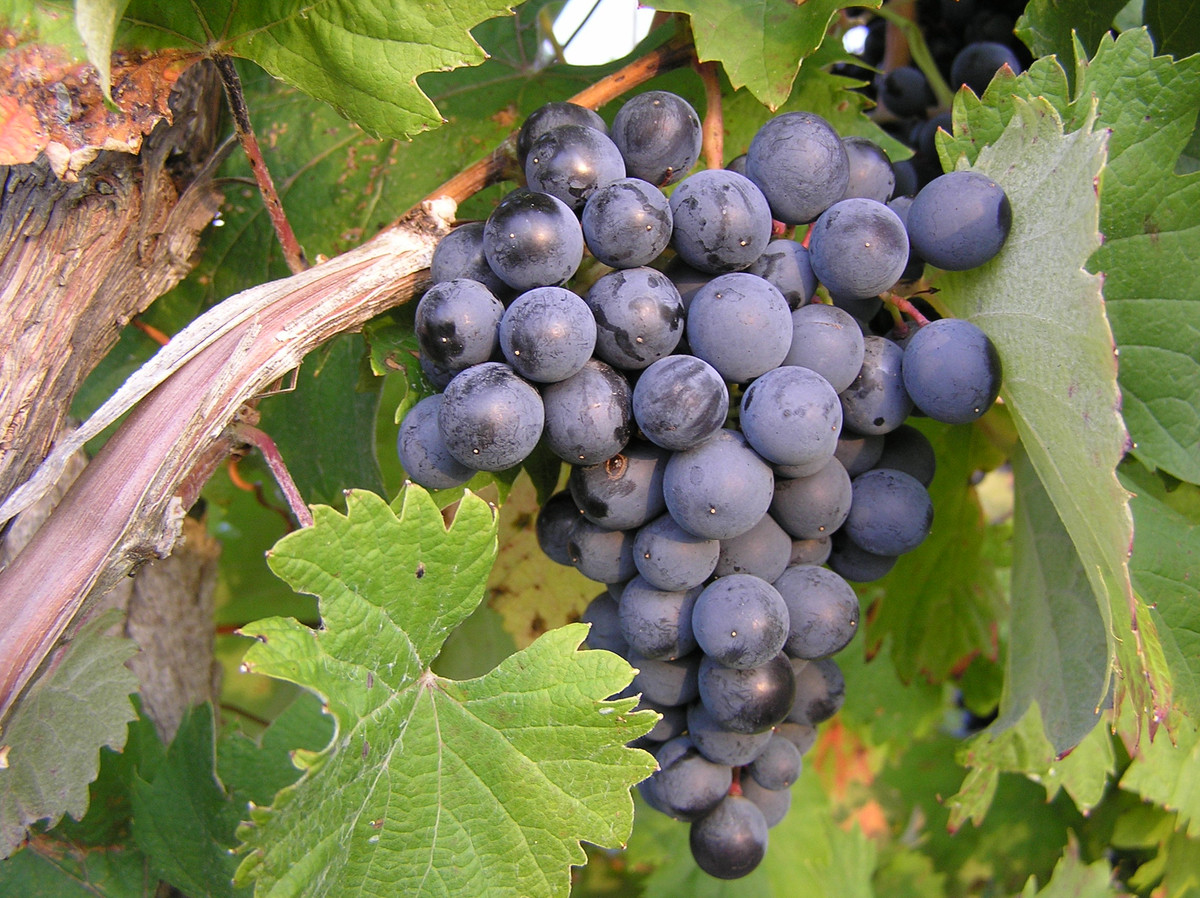 Nho chứa resveratrol và proanthocyanidin đều có tác dụng trong điều trị viêm khớp dạng thấp. Ảnh: wikimedia.