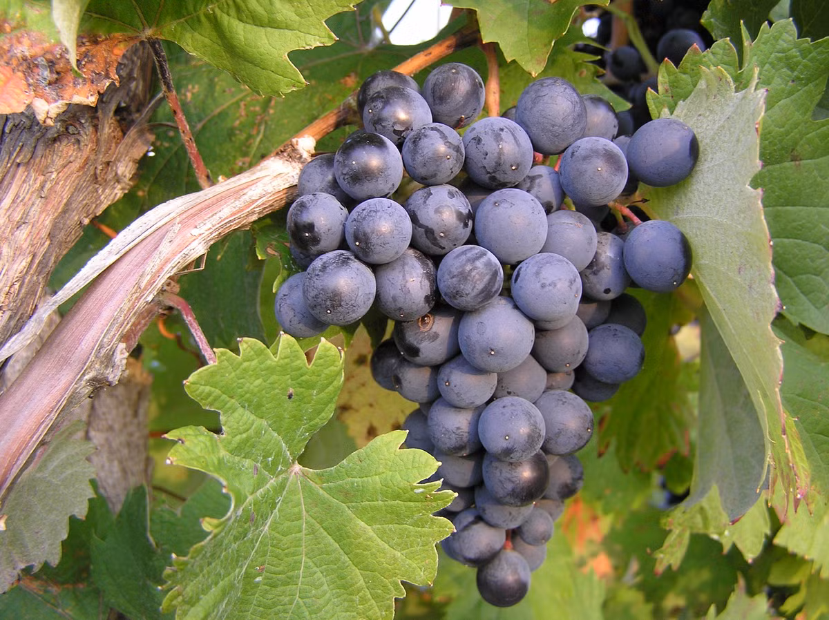 Nho chứa resveratrol và proanthocyanidin đều có tác dụng trong điều trị viêm khớp dạng thấp. Ảnh: wikimedia.