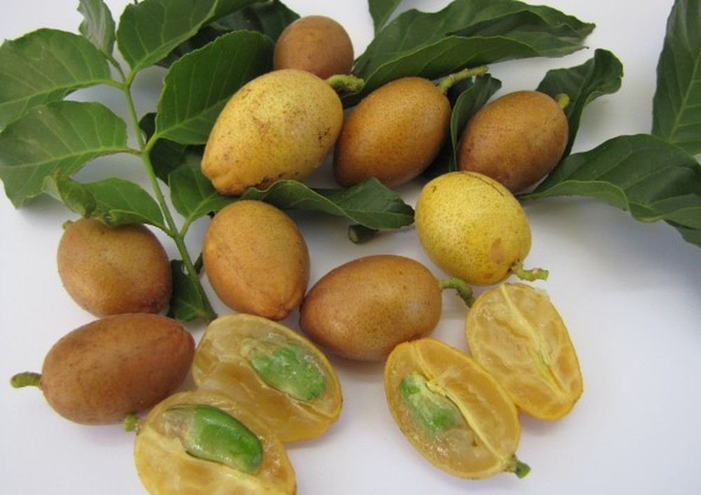 Tiếp theo, bạn dùng kéo cắt hết cuống hồng bì. Bạn nên lưu ý sử dụng kéo để cắt chứ không nên dùng tay để bứt quả ra để tránh quất hồng bì bị nát. Ảnh: viemthanhquan.