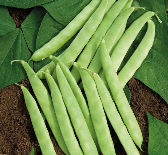 Quả đậu (đậu đỗ) cũng luôn đứng đầu trong danh mục những loại rau quả bị phun nhiều thuốc trừ sâu nhất. Ảnh: nhansamnhunghuou.