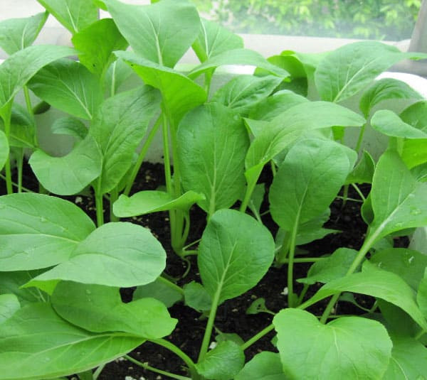 Do đó, người trồng rau cải thường tăng cường tưới thuốc trừ sâu, phân đạm cho rau vào khoảng thời gian trước khi thu hoạch. Ảnh: giongrausach.