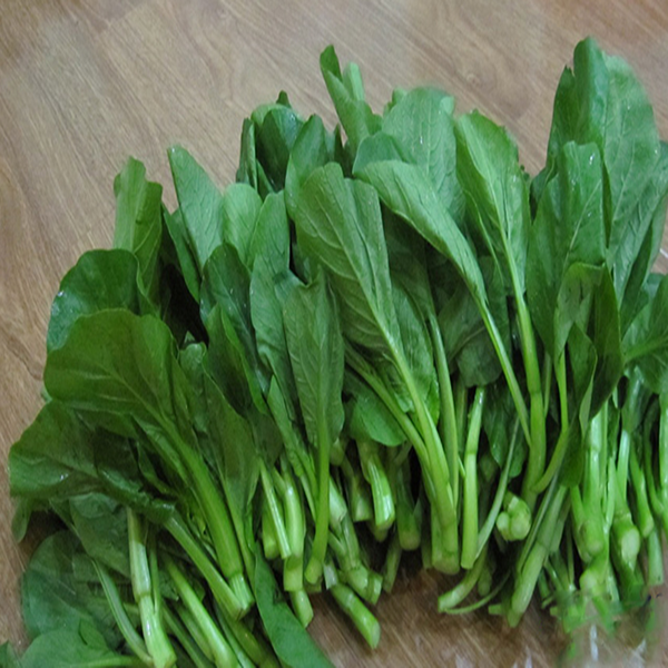 Tương tự bắp cải, rau cải cũng là loại rau thu hút nhiều sâu bọ khi trồng trên đất. Ảnh: khuvuonmini.