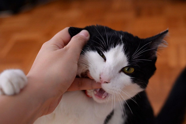 Chu quan meo cao, be trai 11 tuoi len con dai roi tu vong