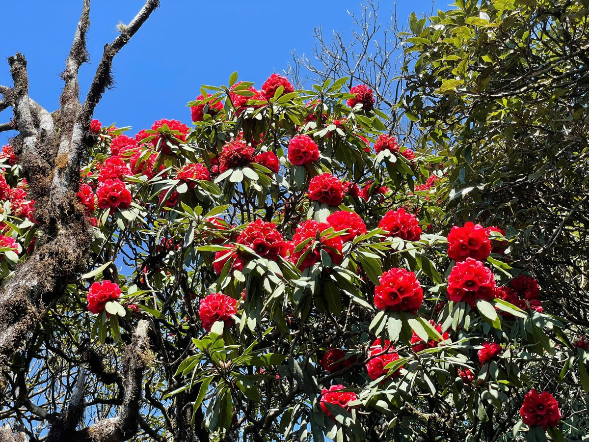 Khi ánh nắng ban mai chiếu rọi qua tán lá, những chùm hoa rung rinh trong gió như điểm tô cho cảnh sắc núi rừng một nét quyến rũ không thể cưỡng lại. Ảnh Linh Tran