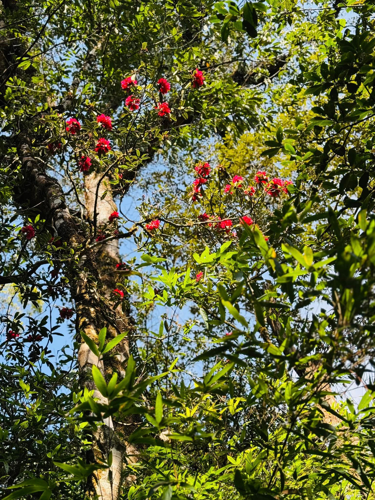 Để ngắm được hoa đỗ quyên đẹp nhất, du khách có thể chọn các cung leo núi hai ngày một đêm hoặc tốt nhất là ba ngày hai đêm, vừa chinh phục đỉnh núi vừa ngắm hoa mà vẫn có thời gian nghỉ ngơi hồi phục sức khỏe. Du khách nên tìm hướng dẫn viên địa phương hoặc mua tour trọn gói để đảm bảo an toàn. Ảnh Linh Tran