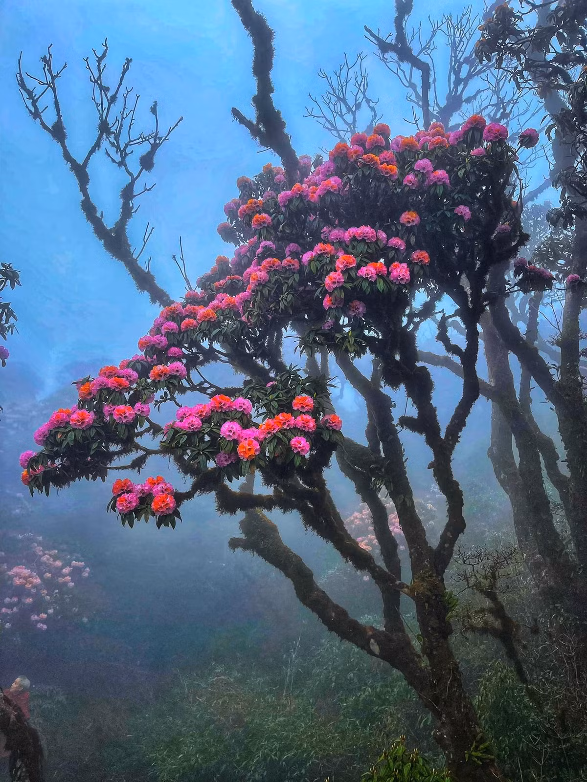 Những hàng cây Đỗ Quyên hàng trăm năm tuổi với những cánh hoa mỏng manh đang đua nhau khoe sắc phủ khắp cánh rừng PuTaLeng. Ảnh Linh Tran