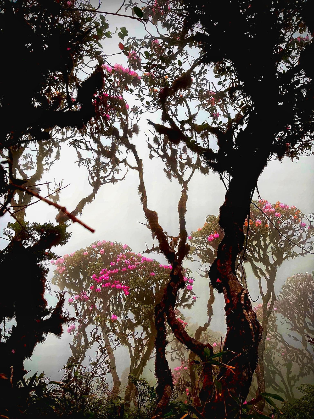 Sương giăng nhẹ như tấm lụa mỏng bao trùm đỉnh núi, ôm lấy những bông hoa đỗ quyên đỏ thắm, tạo nên khung cảnh huyền ảo và đầy thơ mộng. Ảnh Ngân Phương