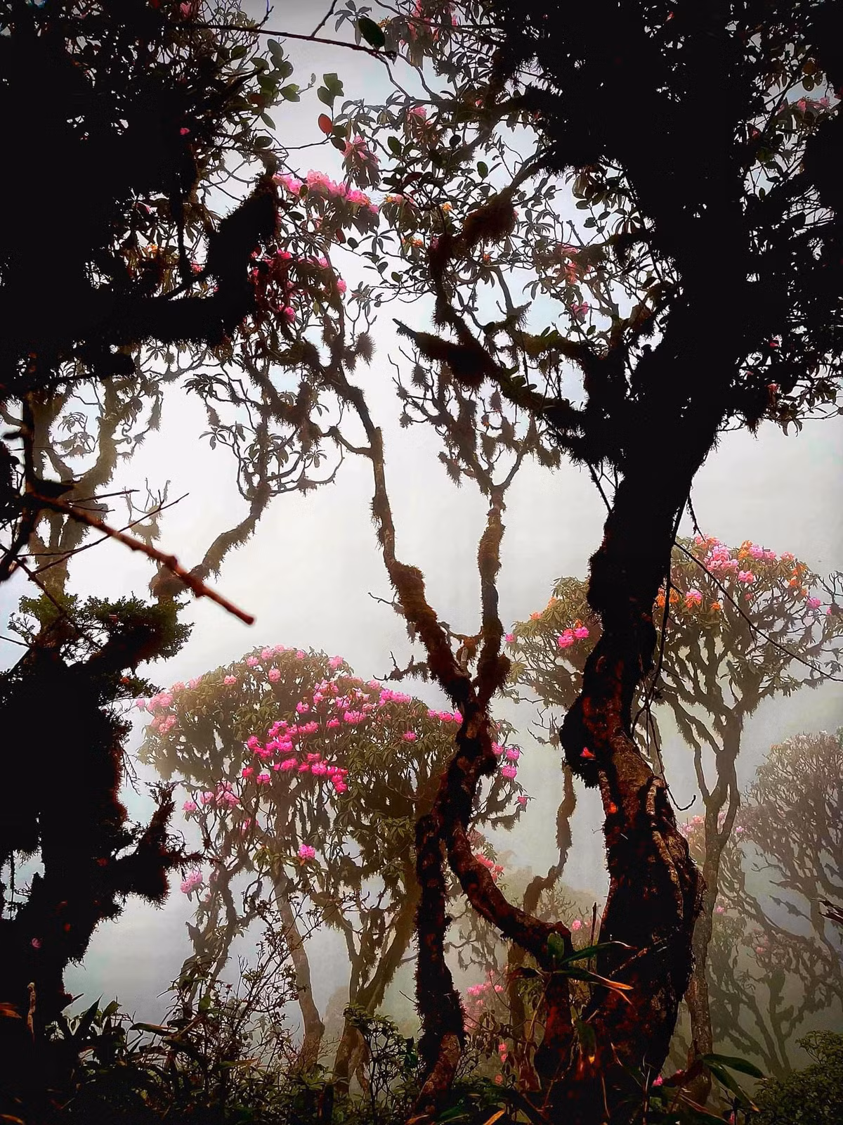 Sương giăng nhẹ như tấm lụa mỏng bao trùm đỉnh núi, ôm lấy những bông hoa đỗ quyên đỏ thắm, tạo nên khung cảnh huyền ảo và đầy thơ mộng. Ảnh Ngân Phương