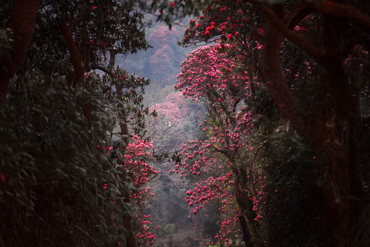 Với những ai yêu thiên nhiên, trekking mùa hoa đỗ quyên ở Putaleng không chỉ đơn thuần là một chuyến đi mà còn là một hành trình tận hưởng trọn vẹn vẻ đẹp của đất trời, của Tây Bắc hùng vĩ và đầy chất thơ. Ảnh Ngân Phương