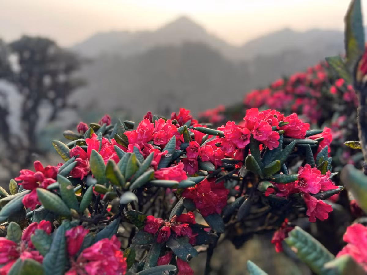 Tháng Ba, khi thời tiết Tây Bắc dần chuyển mình, những cánh rừng đỗ quyên tại Putaleng bừng lên sức sống, phủ sắc tím, hồng, cam rực rỡ khắp lối đi.