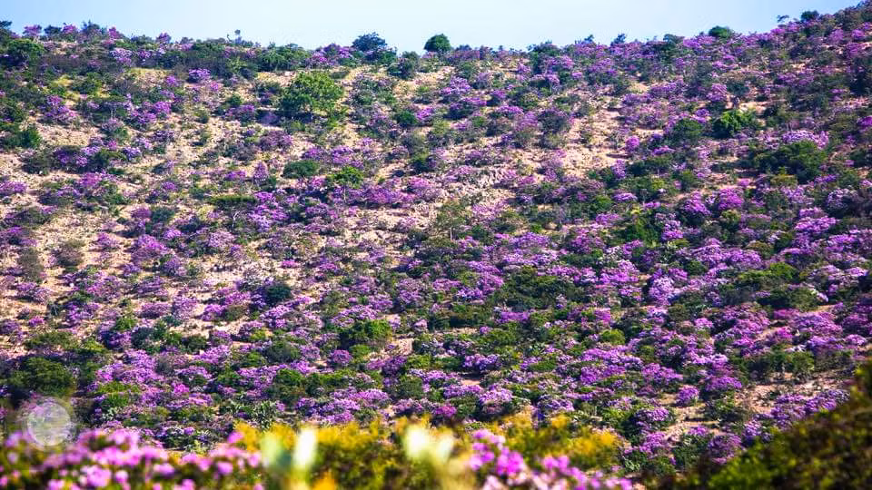  Đồi bằng lăng gần núi Tàu, huyện Tuy Phong từ lâu đã trở thành điểm đến nổi tiếng với vẻ đẹp mộng mơ, thu hút du khách gần xa. Ảnh Internet