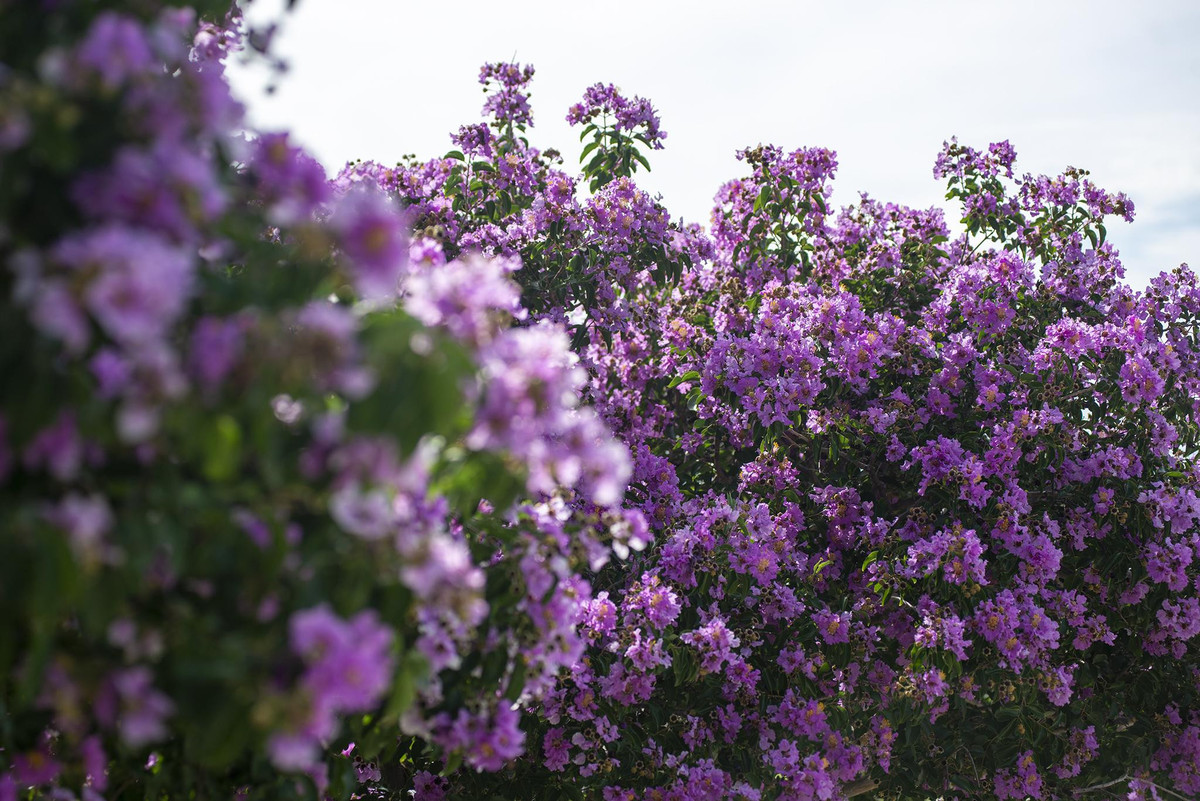 Những hàng cây bằng lăng cổ thụ vươn cao, tán rộng, tạo nên một không gian yên bình, tĩnh lặng. Khi vào mùa, những chùm hoa tím rực rỡ bung nở, nhuộm tím cả một vùng trời, tạo nên bức tranh thiên nhiên đẹp mê hồn. Ảnh Internet