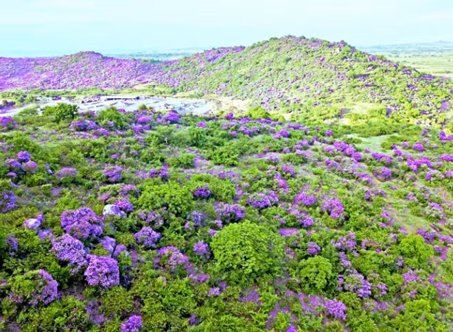 Không chỉ là một cảnh quan thiên nhiên tuyệt đẹp, đồi bằng lăng còn trở thành điểm đến yêu thích của các tín đồ đam mê chụp ảnh. Mỗi năm, vào mùa hoa nở rộ, nơi đây đón hàng trăm lượt du khách ghé thăm, tận hưởng vẻ đẹp thơ mộng và lưu giữ những bức hình ấn tượng.