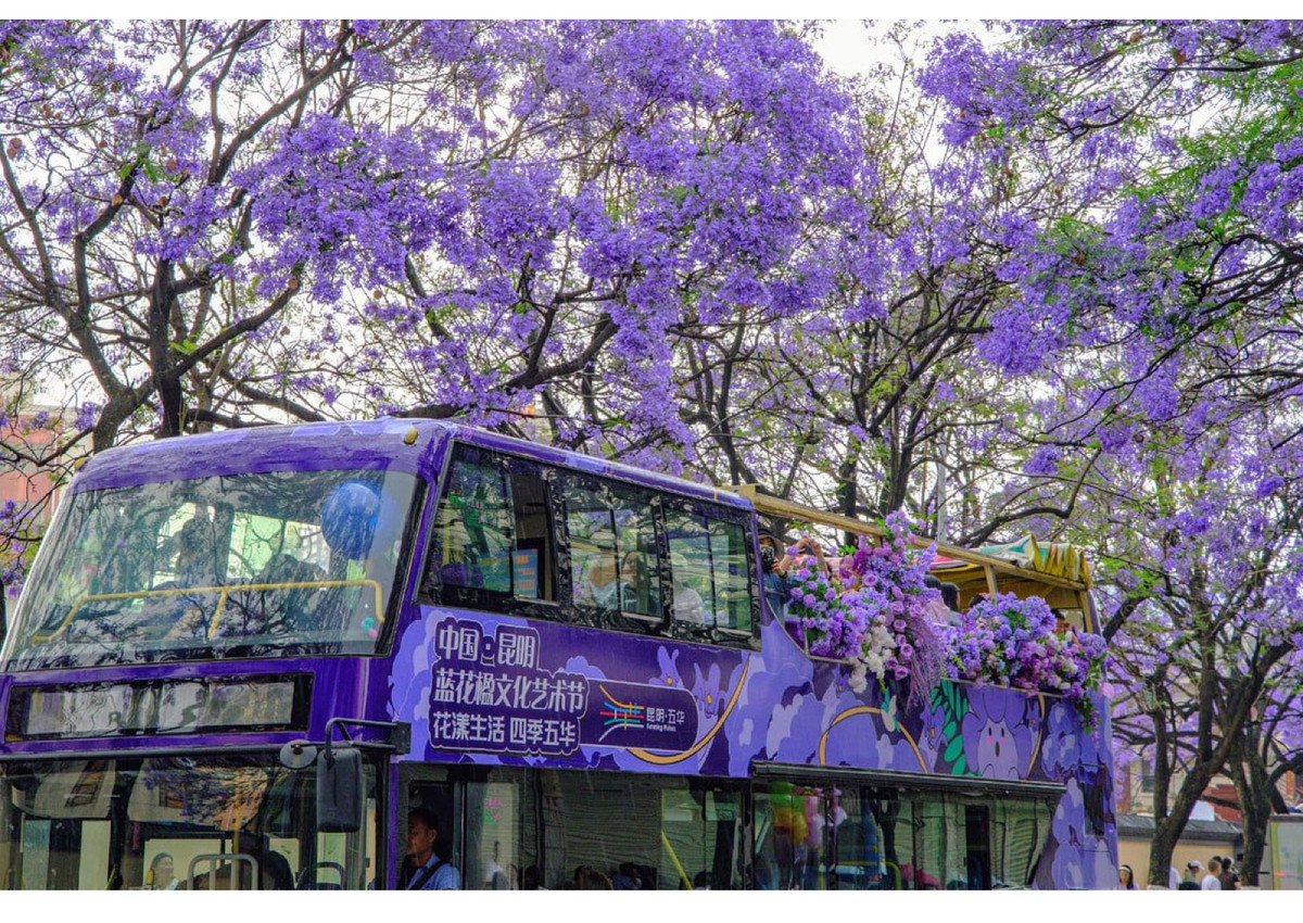 Hoa phuong tim dep ruc ro o Con Minh hut du khach-Hinh-3