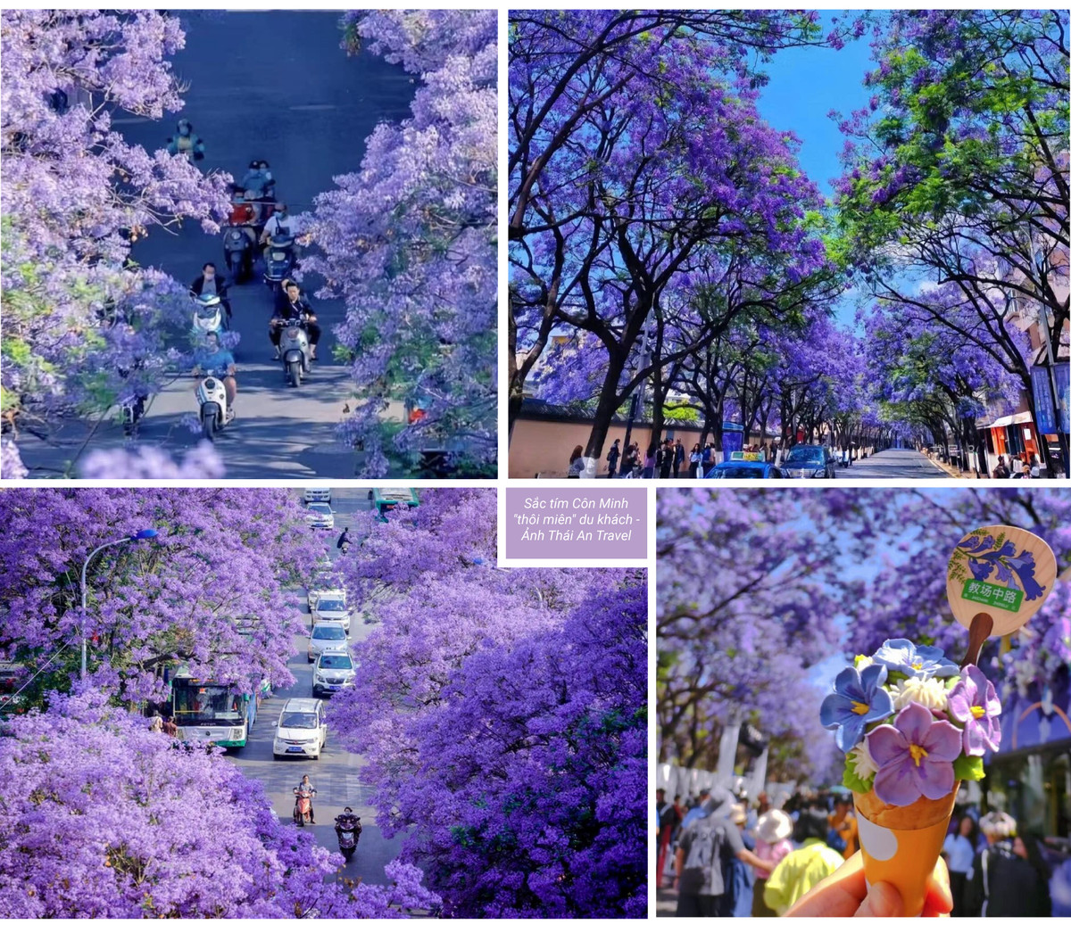 Hoa phuong tim dep ruc ro o Con Minh hut du khach-Hinh-5