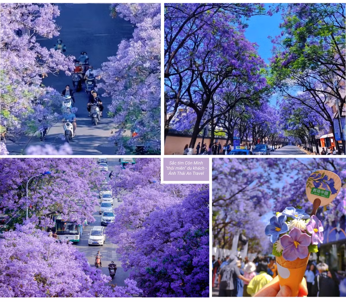 Hoa phuong tim dep ruc ro o Con Minh hut du khach-Hinh-5