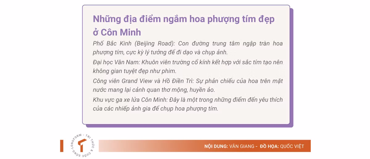 Hoa phuong tim dep ruc ro o Con Minh hut du khach-Hinh-6