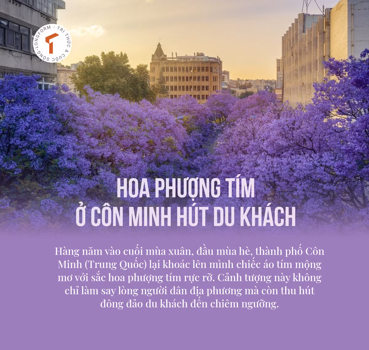 Hoa phuong tim dep ruc ro o Con Minh hut du khach