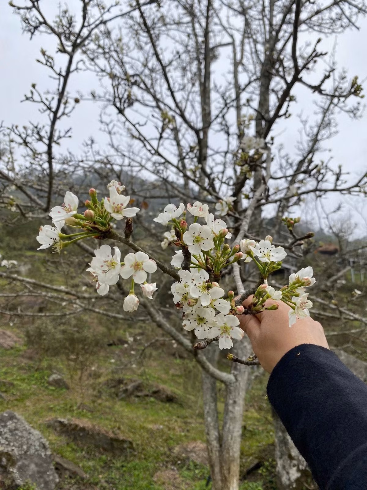 Từ ngày 7 - 15/3, Lễ hội Hương Sắc Na Hang được tổ chức, nhằm quảng bá và giới thiệu với nhân dân trong nước và quốc tế về miền đất vùng cao Tuyên Quang. Ảnh Lưu Minh Phụng