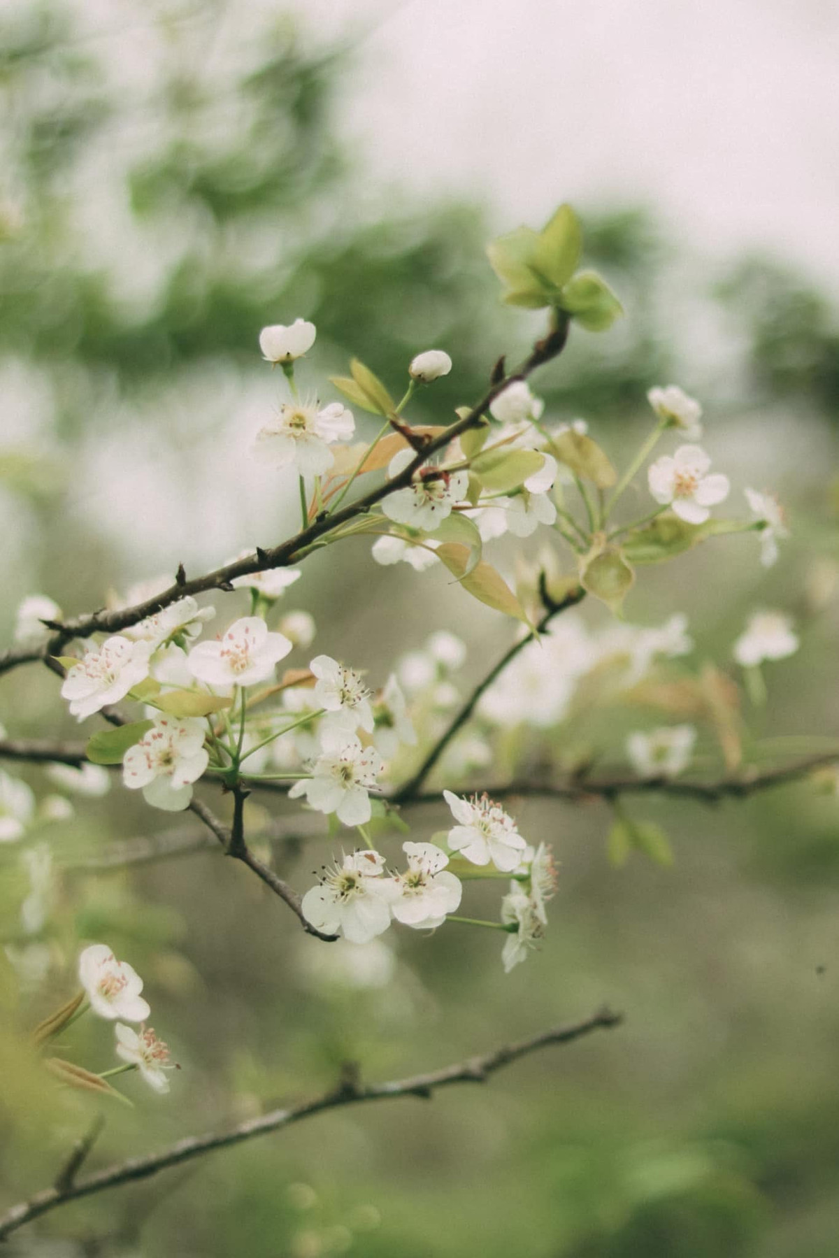 Hoa có mùi hương nhẹ nhàng, thanh khiết, tạo cảm giác thư thái cho người thưởng thức. Ảnh Trung Hiếu