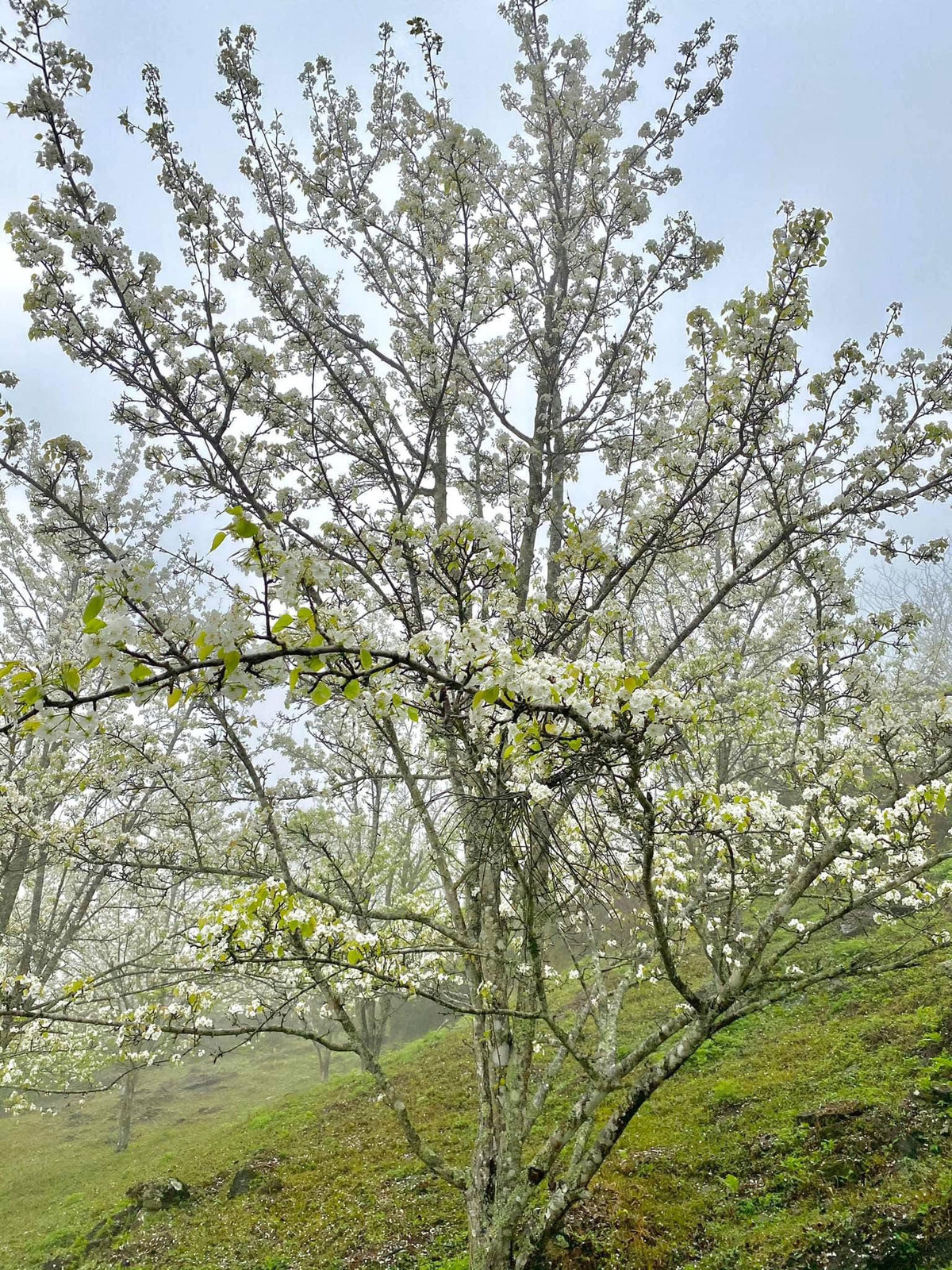 Tháng 3 về, vườn lê cổ thụ mọc trên sườn dốc thoải nở hoa trắng muốt, đẹp mộng mơ khiến hàng ngàn người ghé thăm nơi đây đều động lòng. Ảnh Trung Hiếu