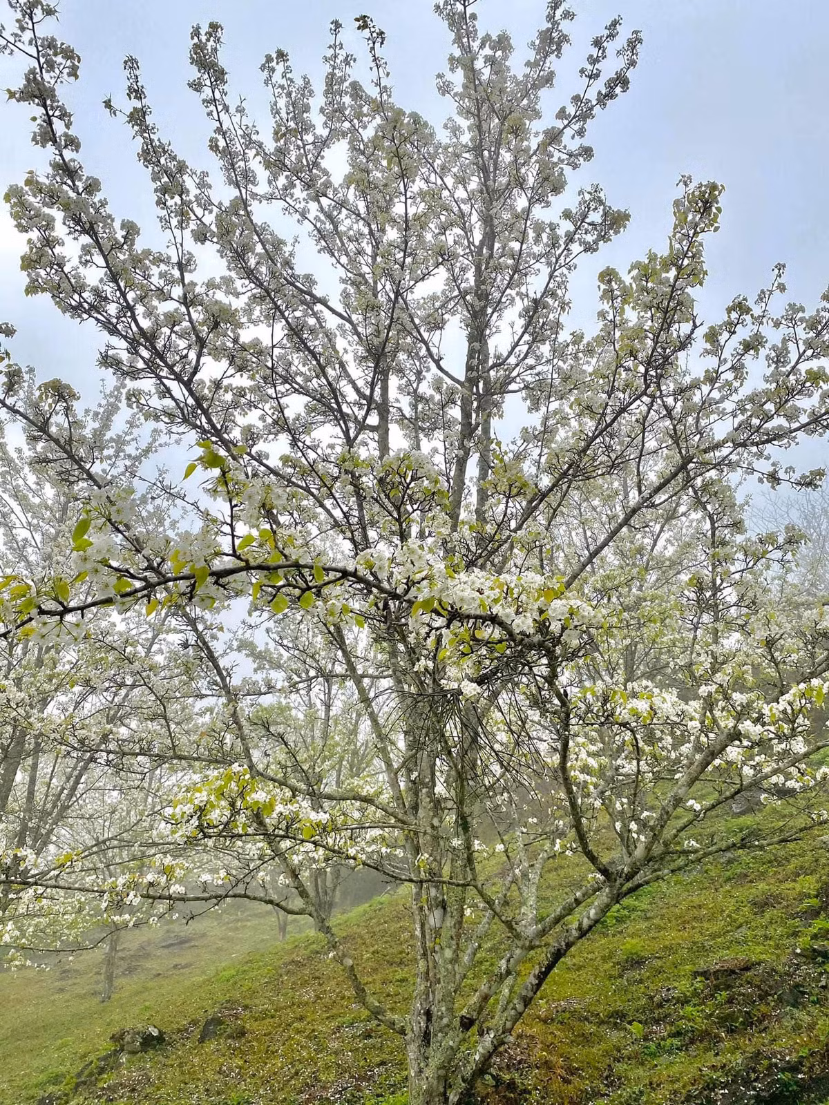 Tháng 3 về, vườn lê cổ thụ mọc trên sườn dốc thoải nở hoa trắng muốt, đẹp mộng mơ khiến hàng ngàn người ghé thăm nơi đây đều động lòng. Ảnh Trung Hiếu