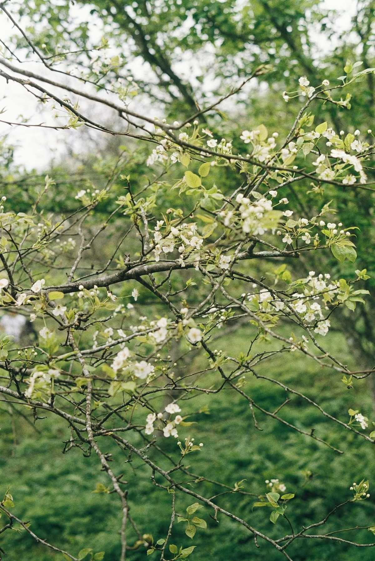 Những cành lê già cỗi xù xi, rêu mốc được tô điểm bằng những chùm hoa trắng muốt luôn có sức hấp dẫn kỳ lạ. Ảnh Trung Hiếu