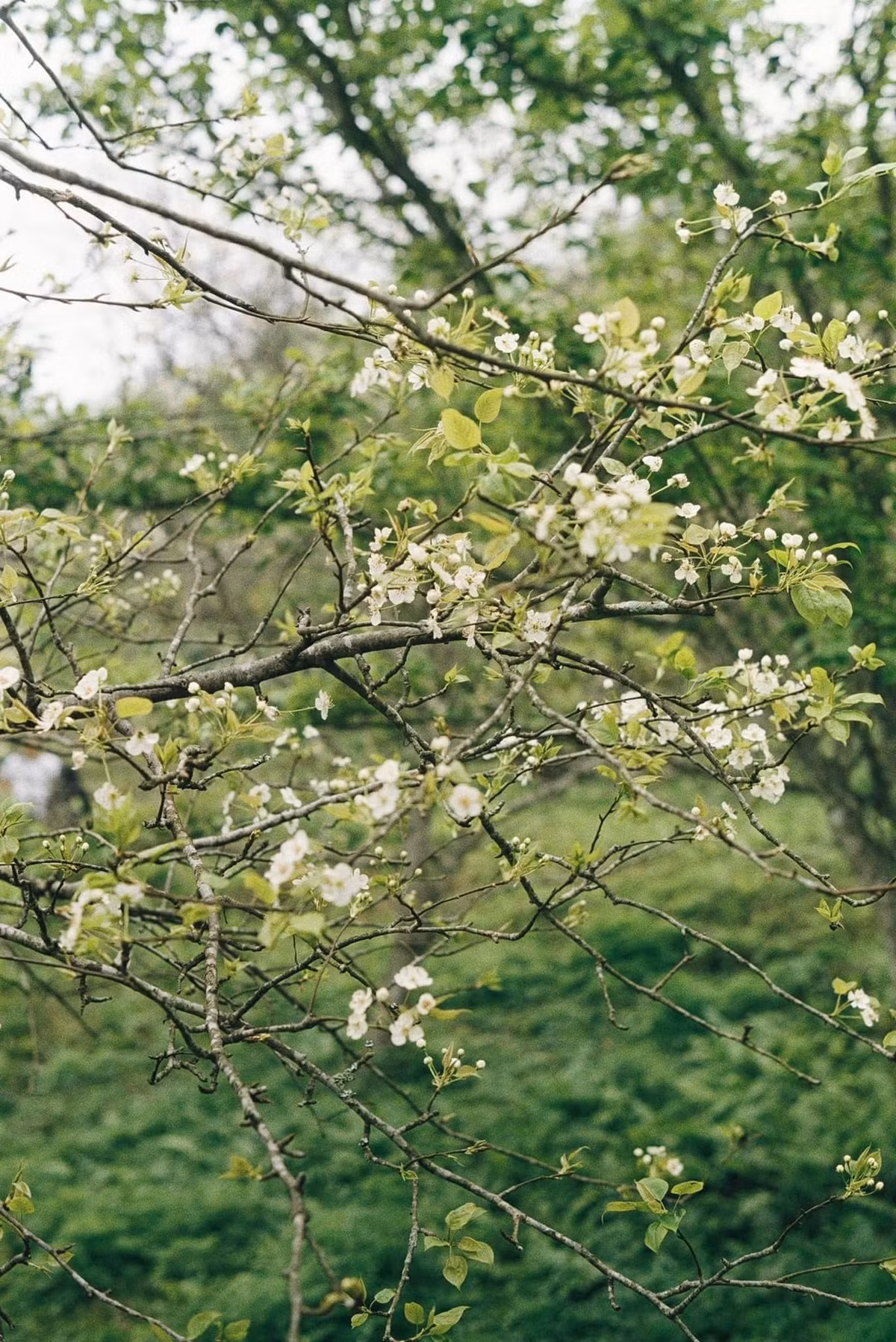 Những cành lê già cỗi xù xi, rêu mốc được tô điểm bằng những chùm hoa trắng muốt luôn có sức hấp dẫn kỳ lạ. Ảnh Trung Hiếu