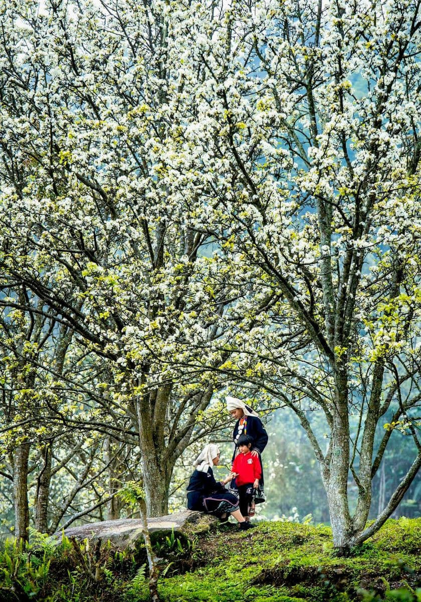 Theo kinh nghiệm của những người đi trước, mùa hoa lê Hồng Thái Na Hang kéo dài khoảng một tháng nhưng ở giai đoạn đầu cây ít lá xanh hơn lúc cuối mùa thì lên ảnh sẽ đẹp và ấn tượng hơn. Ảnh Internet