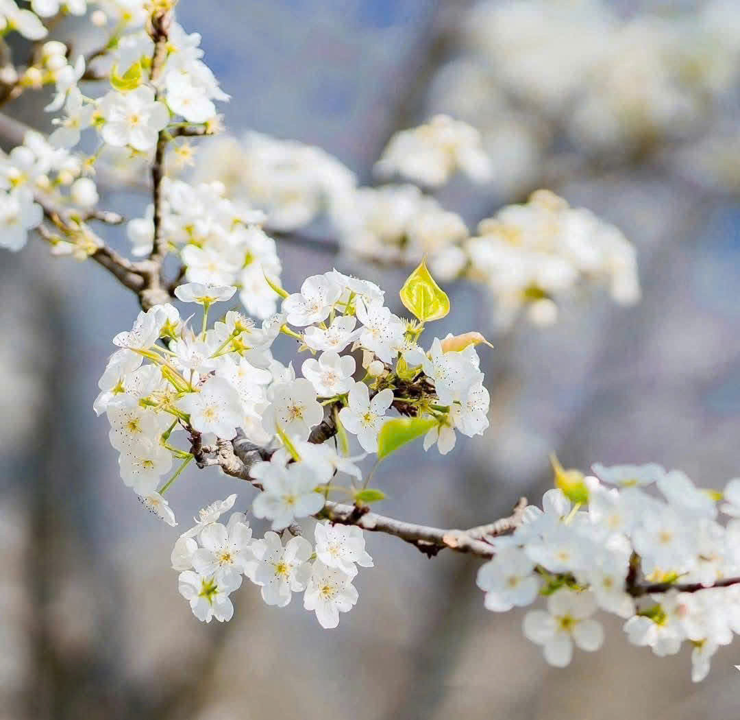 Thời điểm ngắm mùa hoa lê Na Hang Tuyên Quang đẹp nhất là buổi sáng sớm. Khi đó, mây mù còn mờ ảo, những tia nắng nhẹ nhàng rót mật xuống phía dưới, những cành hoa lê trắng muốt đọng chút sương đêm giữa trời. Ảnh Trung Hiếu