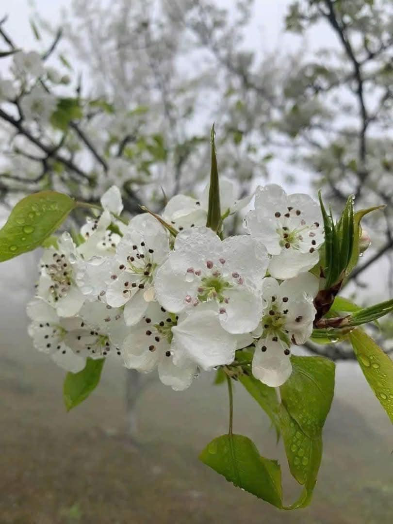 Hoa lê có nhiều cánh mỏng, màu trắng tinh khôi, nở thành từng chùm. Ảnh Trung Hiếu