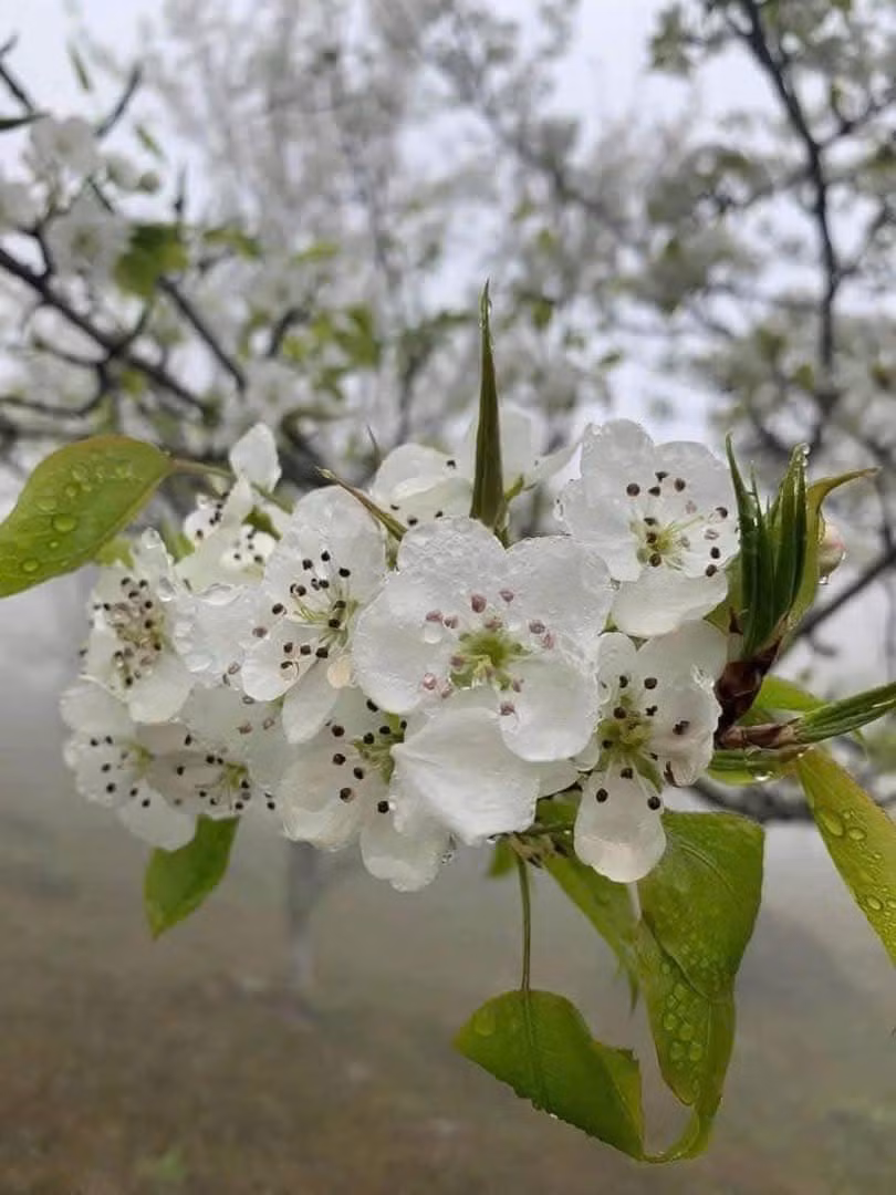 Hoa lê có nhiều cánh mỏng, màu trắng tinh khôi, nở thành từng chùm. Ảnh Trung Hiếu